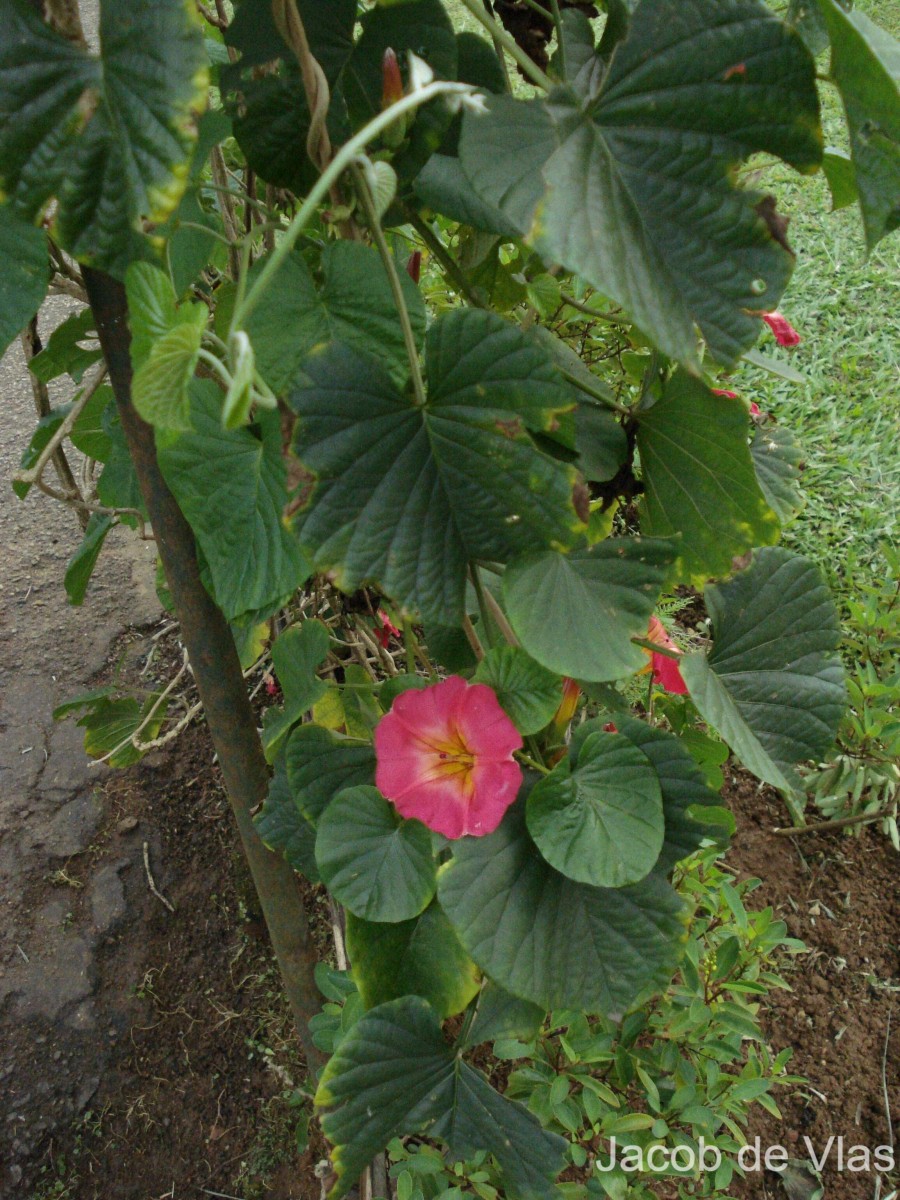 Stictocardia macalusoi (Mattei) Verdc.